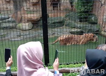 Melihat Harimau Siberia dan Bengala dari Dekat di Kebun Binatang Bandung