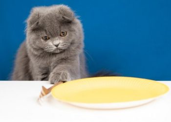 Penyebab dan Cara Atasi Kucing yang Tidak Mau Makan