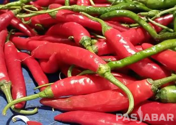 Harga Cabai Tanjung Tembus Diangka 130 Ribu Perkilogram
