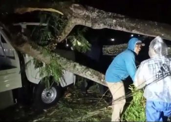 Pohon Tumbang Timpa Kendaraan yang Melintas, Pengemudi Terluka