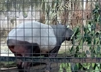 Bandung Zoo Mempunyai Anak Tapir Tenuk Baru