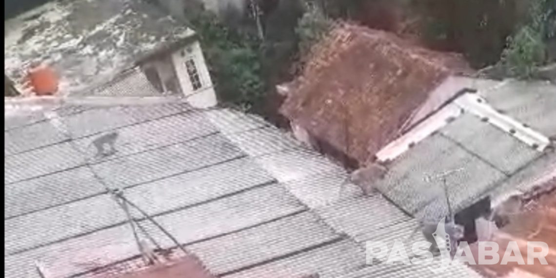 Segerombolan monyet yang berjalan di atas atap warga di kawasan Sekeloa, Kelurahan Lebakgede, Kota Bandung pada Rabu (28/2/2024)