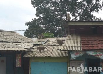 Monyet Masuk ke Pemukiman Warga di Sekitar Curug Cimahi