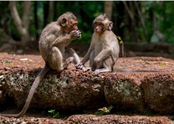 Monyet Ekor Panjang Miliki Keberanian Turun ke Daerah Manusia
