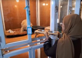 Pet Hotel di Bandung Menjadi Primadona Pecinta Hewan Peliharaan