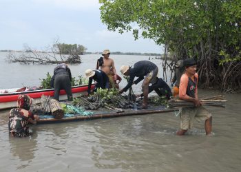 Bio Farma Tanam 4.000 Mangrove untuk Peringati Hari Bumi Sedunia