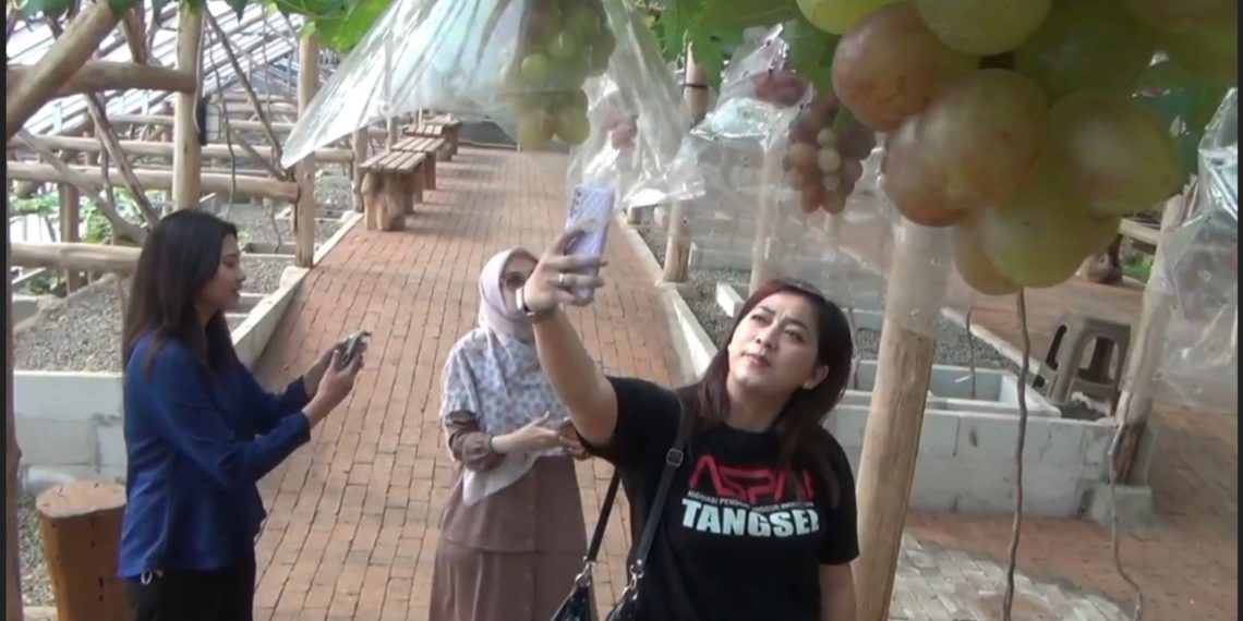 Wisata Kebun Anggur, 60 Varian Anggur Impor Dikembangkan Pemuda Cisarua