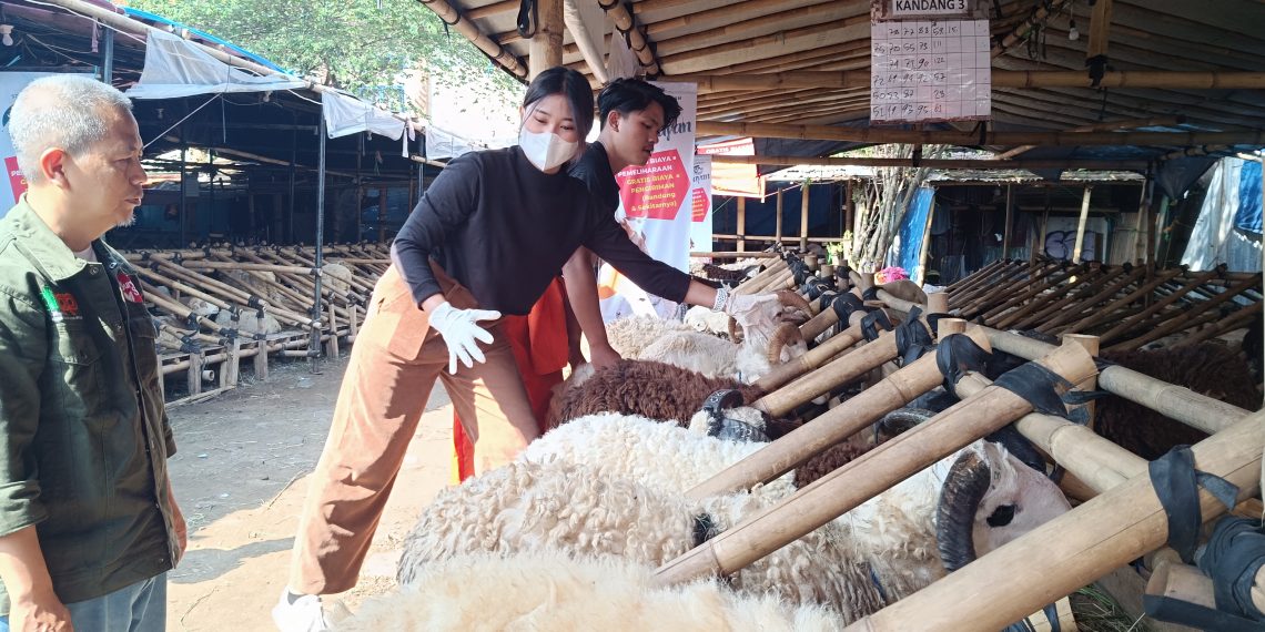 penjual hewan kurban