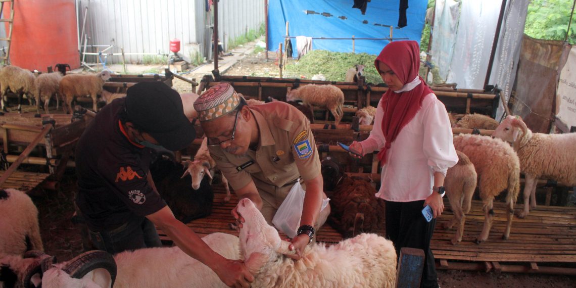 pemeriksaan kesehatan hewan kurban