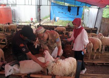 pemeriksaan kesehatan hewan kurban