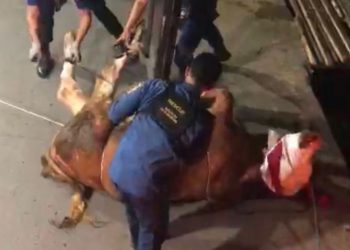 sapi jatuh ke parit