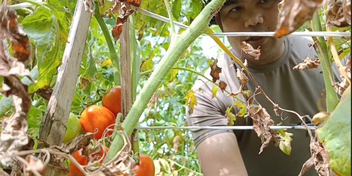 berkebun