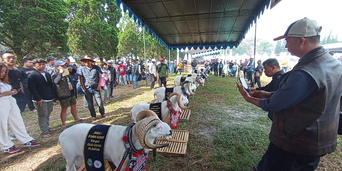 kontes domba garut