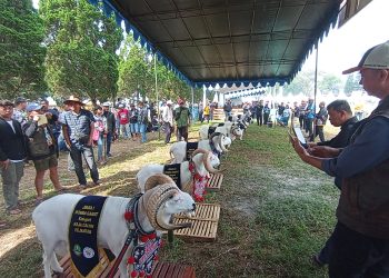 kontes domba garut