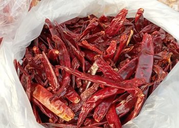 harga cabai