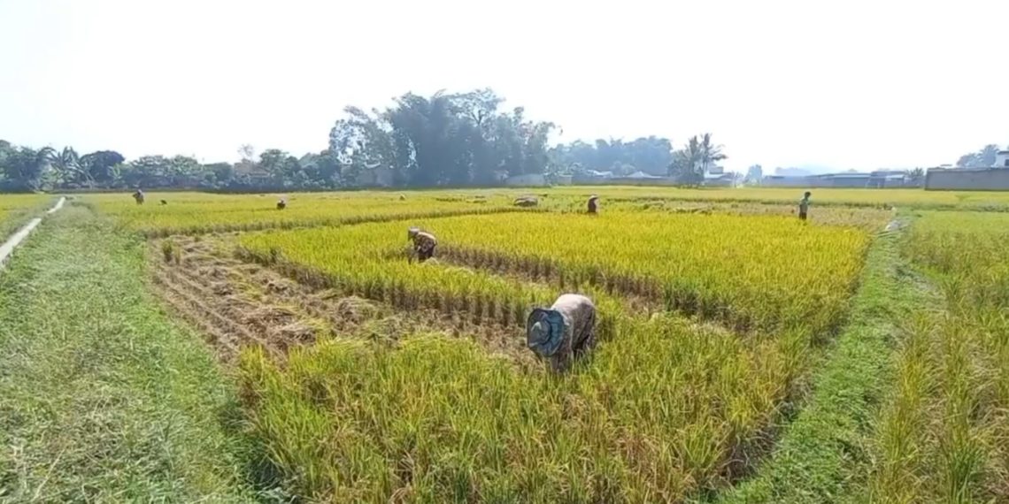 musim kemarau