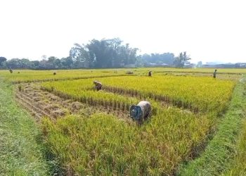 musim kemarau