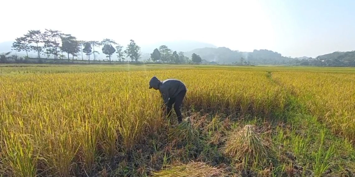 petani batujajar
