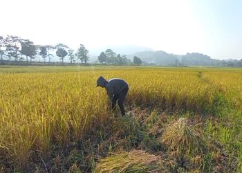 petani batujajar