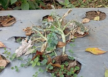 Kemarau Panjang, Petani Sayuran di Jambudipa Cisarua Rugi Besar