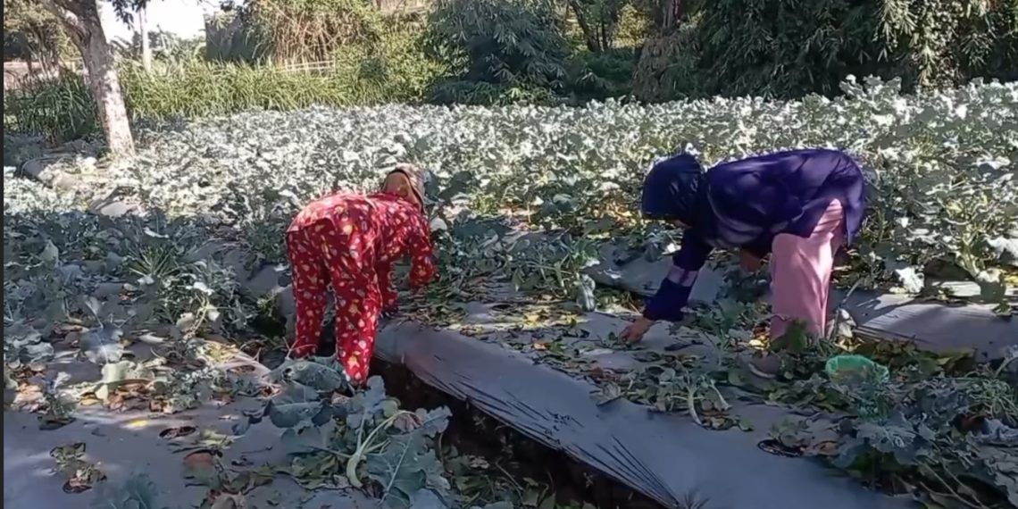darurat kekeringan