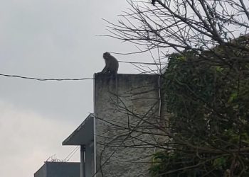 monyet ekor panjang