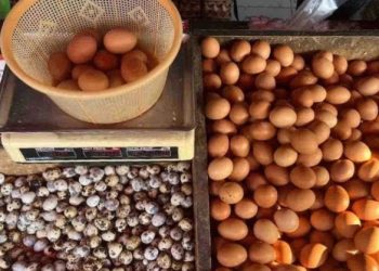 harga pangan
