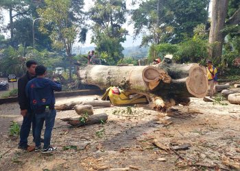 pohon tumbang
