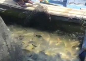 ikan mati mendadak