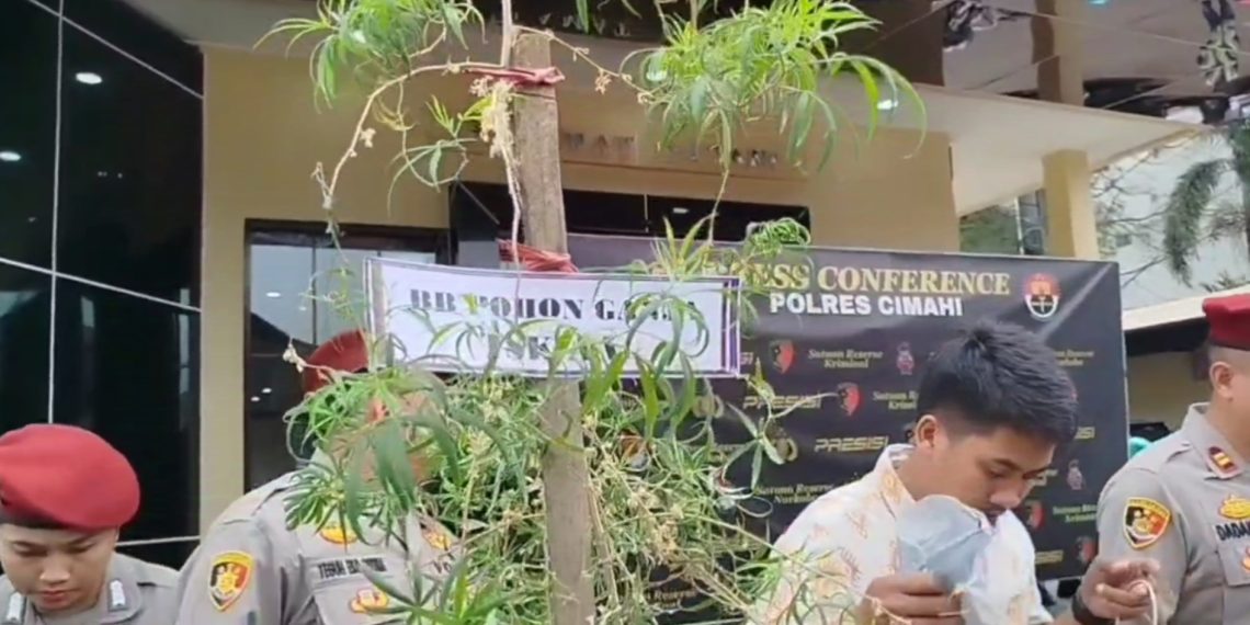pohon ganja lembang