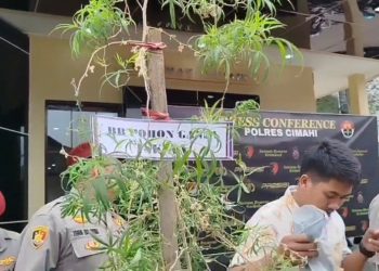 pohon ganja lembang