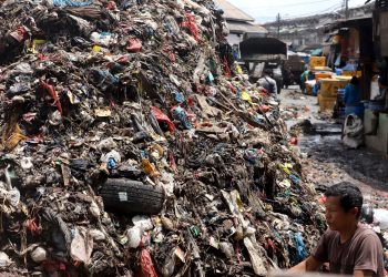 sampah caringin