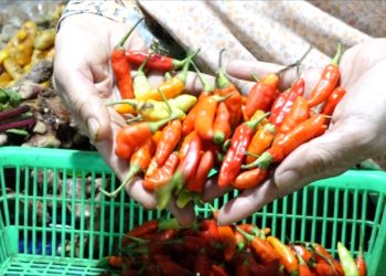 harga cabai di pasar