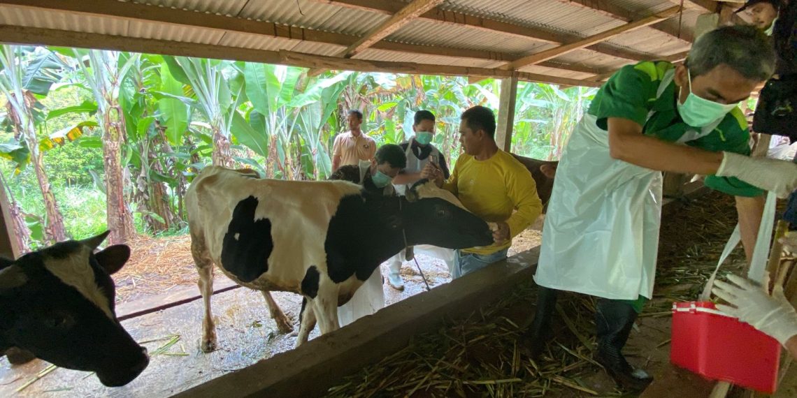 vaksinasi PMK 2025