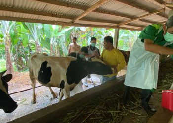vaksinasi PMK 2025