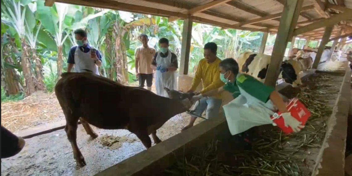 Vaksin sapi Cipatat