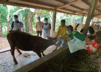 Vaksin sapi Cipatat