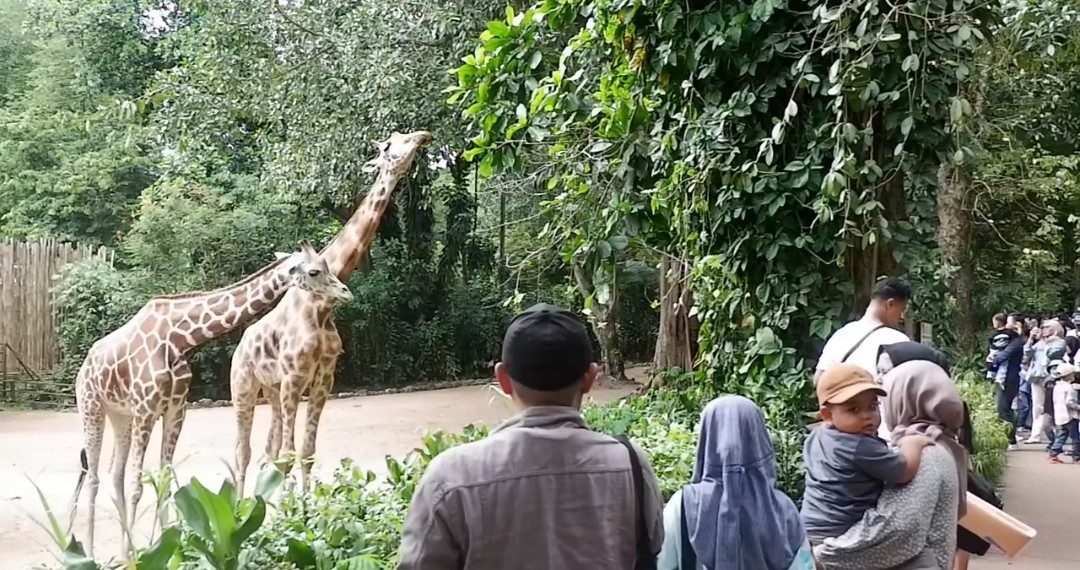 kebun binatang bandung