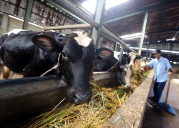 52 Ribu Vaksin untuk Cegah Penyakit Mulut dan Kuku