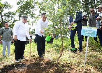 25.000 pohon