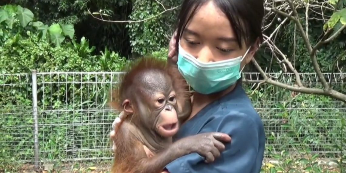 bayi orangutan kalimantan