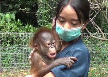 bayi orangutan kalimantan