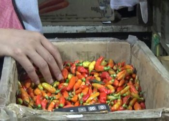 harga pangan tinggi