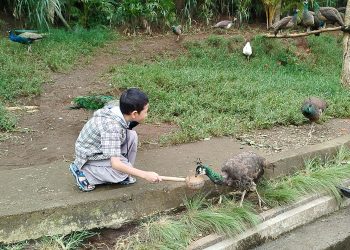 Wisata Seru: Beri Makan Burung Merak di Lembang Park Zoo