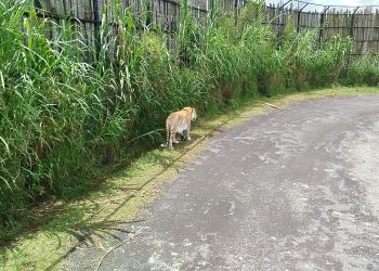 Lembang Park & Zoo
