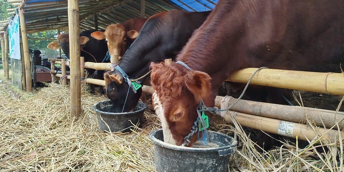 harga sapi kurban