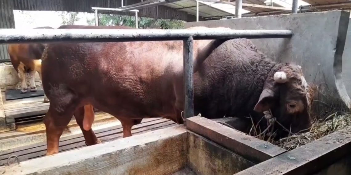 Sapi Kurban