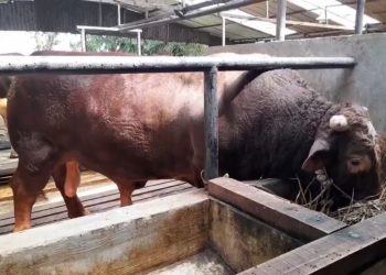 Sapi Kurban