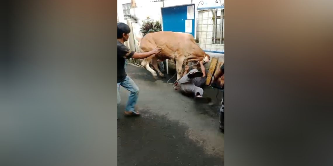 Sapi Kurban Mengamuk