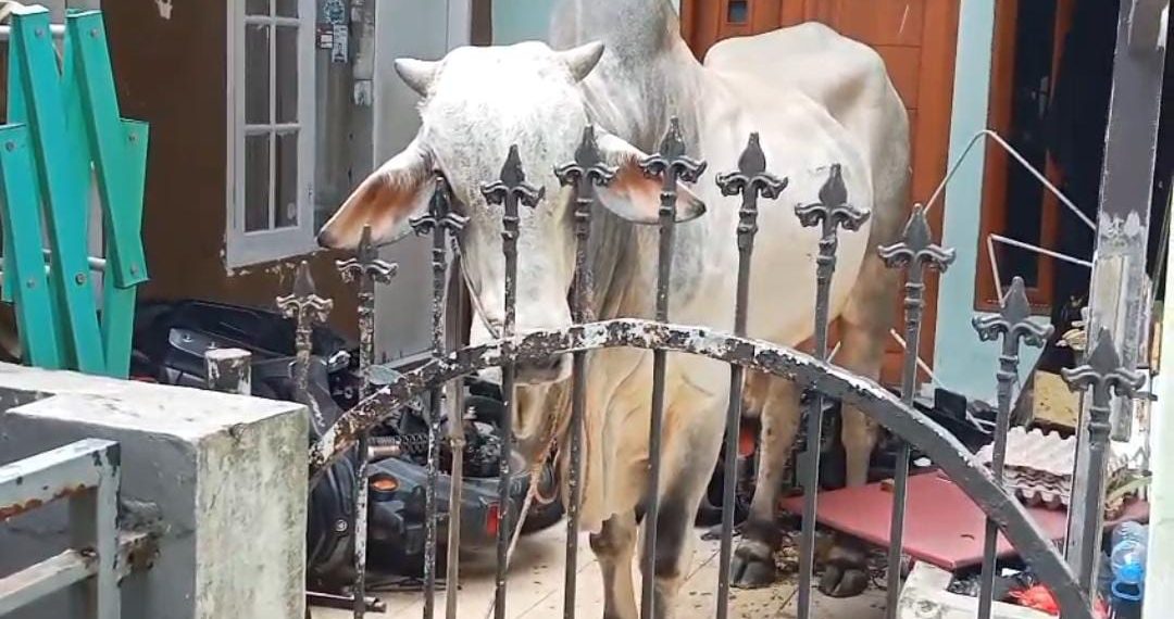 Sapi Kurban Mengamuk